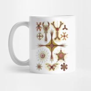 Wild Chamomile by Ernst Haeckel Mug